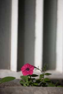 France, Région Ile de France, Paris 6e arrondissement, Jardin du Luxembourg, fleurs de pétunia sur