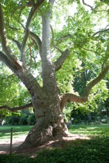 Paris 8e arrondissement,  Parc Monceau