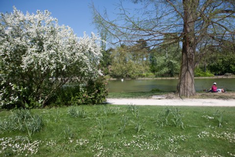 France, Région Ile de France, Paris 12e arrondissement, Bois de Vincennes, Lac Daumesnil, arbre en