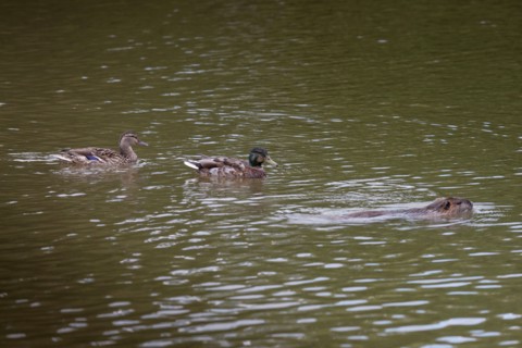 France, Région Ile de France, Paris 16e arrondissement, Bois de Boulogne, étang du Réservoir