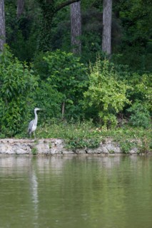 France, Région Ile de France, Paris 16e arrondissement, Bois de Boulogne, étang du Réservoir
