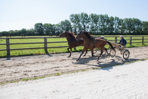 France, Région Basse Normandie, Manche, Haras de Bellevent, écurie Pierre Levesque, entraînement de