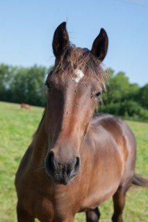 Manche,  Haras de Bellevent