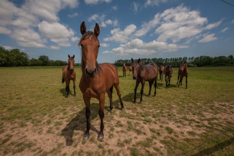 Manche,  Haras de Bellevent