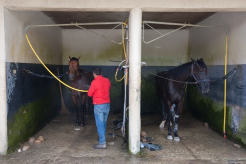 Manche,  Haras de Bellevent