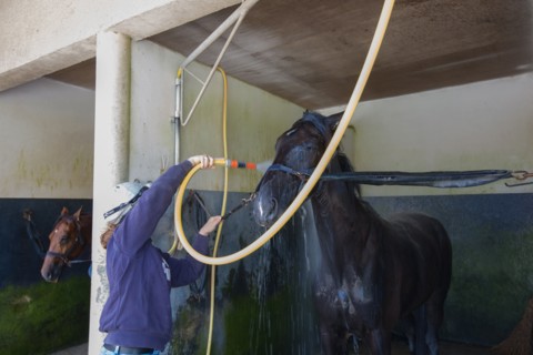 France, Région Basse Normandie, Manche, Haras de Bellevent, écurie Pierre Levesque, entraînement de