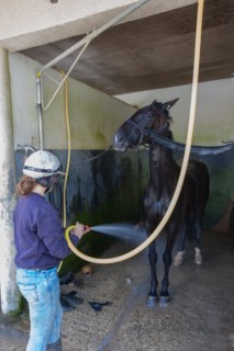 France, Région Basse Normandie, Manche, Haras de Bellevent, écurie Pierre Levesque, entraînement de