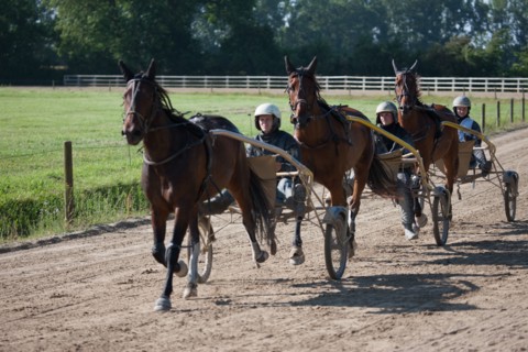 Manche,  Haras de Bellevent