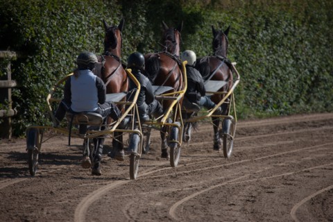 Manche,  Haras de Bellevent
