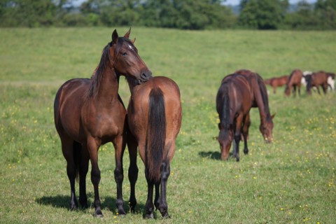 France, Région Basse Normandie, Manche, Haras de Bellevent, écurie Pierre Levesque, entraînement de