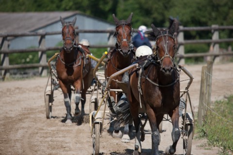 France, Région Basse Normandie, Manche, Haras de Bellevent, écurie Pierre Levesque, entraînement de