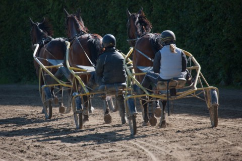 France, Région Basse Normandie, Manche, Haras de Bellevent, écurie Pierre Levesque, entraînement de
