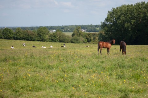 France, Région Basse Normandie, Manche, Haras de Bellevent, écurie Pierre Levesque, entraînement de