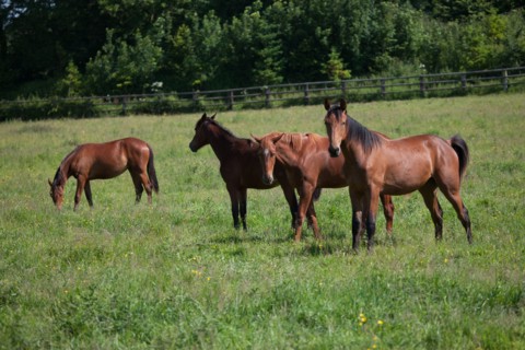 Manche,  Haras de Bellevent