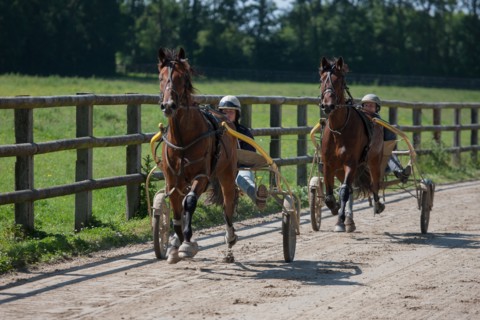 France, Région Basse Normandie, Manche, Haras de Bellevent, écurie Pierre Levesque, entraînement de