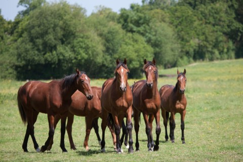 Manche,  Haras de Bellevent