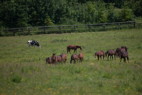 Manche,  Haras de Bellevent