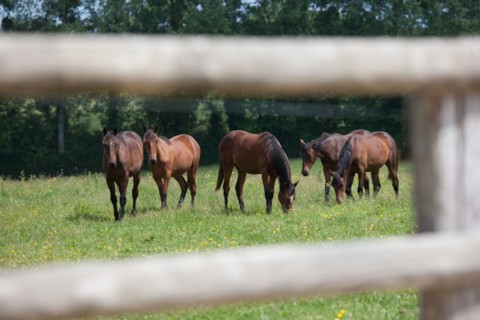 France, Région Basse Normandie, Manche, Haras de Bellevent, écurie Pierre Levesque, entraînement de