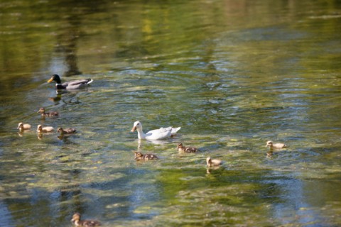 Paris 16e arrondissement,  Bois de Boulogne
