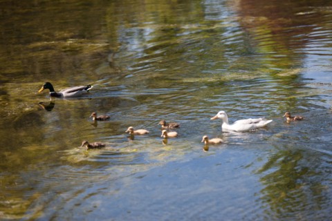 Paris 16e arrondissement,  Bois de Boulogne