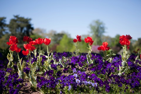 France, Région Ile de France, Paris 16e arrondissement, Bois de Boulogne, jardin du Pré Catelan,