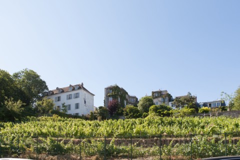 France, Région Ile de France, Paris 18e arrondissement, Montmartre, Rue Saint Vincent, vignes du