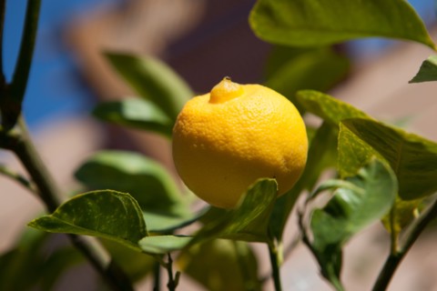 Afrique du nord, Maroc, Marrakech, Zaraba, Villa Hana, maison d'hôtes,