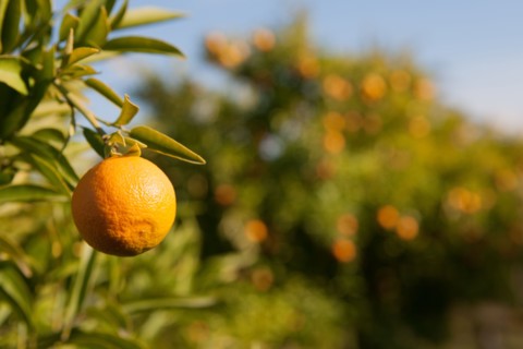 Marrakech,  Zaraba