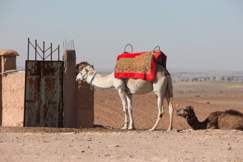 Marrakech,  pied du Haut Atlas