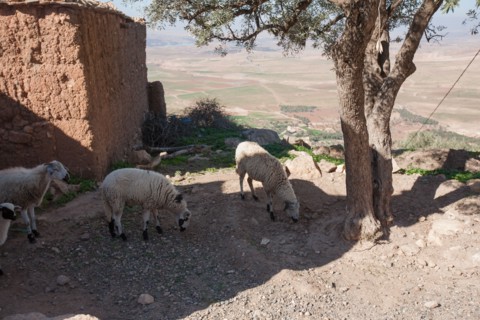 Marrakech,  pied du Haut Atlas