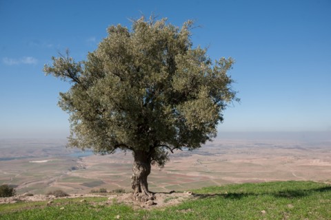 Marrakech,  pied du Haut Atlas