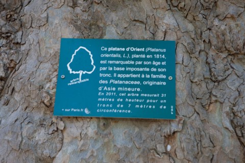 Parc Monceau, Platane D'Orient