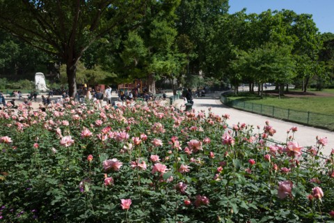 Parc Monceau, Massif De Rosiers