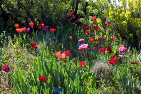 Bois De Vincennes, Parc Floral De Paris