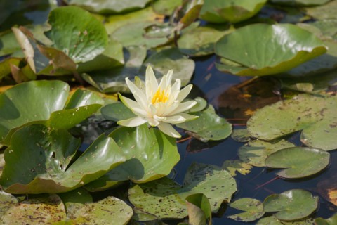 Bois De Vincennes, Parc Floral De Paris