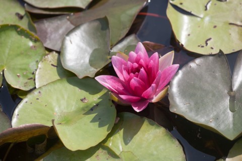 Bois De Vincennes, Parc Floral De Paris