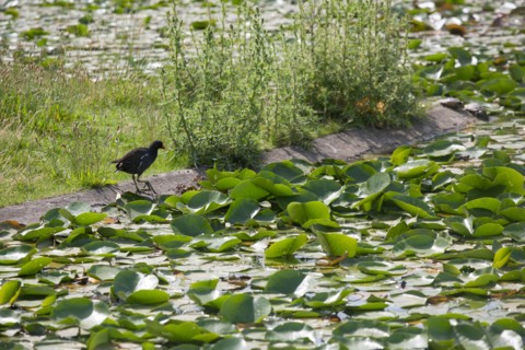 Bois De Vincennes, Parc Floral De Paris