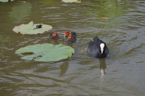 Bois De Vincennes, Parc Floral De Paris