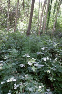 Forêt De Meudon, bois et nature autour de L'étang de Chalais