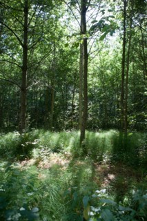 Forêt De Meudon, bois et nature autour de L'étang de Chalais