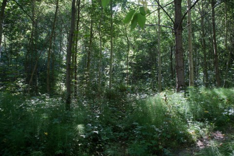 Forêt De Meudon, bois et nature autour de L'étang de Chalais