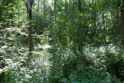 Forêt De Meudon, bois et nature autour de L'étang de Chalais