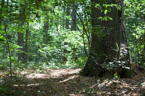 Forêt De Meudon, bois et nature autour de L'étang de Chalais