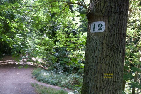 Forêt De Meudon, bois et nature autour de L'étang de Trivaux