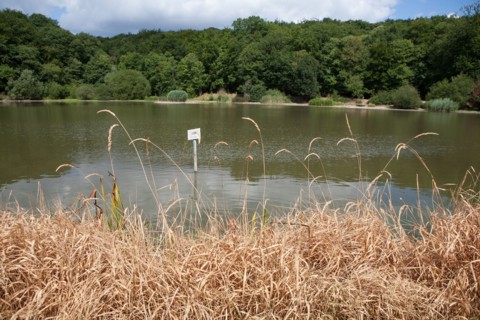 Forêt De Meudon, Bois Et Nature Autour De L'Etang De Meudon