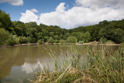 Forêt De Meudon, Bois Et Nature Autour De L'Etang De Meudon
