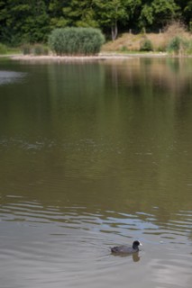 Forêt De Meudon, Bois Et Nature Autour De L'Etang De Meudon