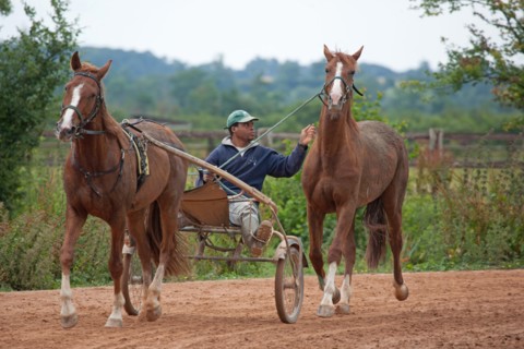 Haras De Pitz, Ecurie Danover