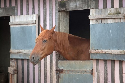 Haras De Pitz, Ecurie Danover