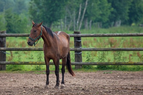 Haras De Pitz, Ecurie Danover